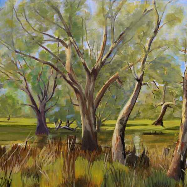 Gums, South East South Australia