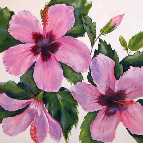 Hibiscus (Pink)