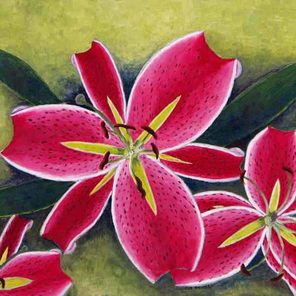 Oriental Lilies (Pink)