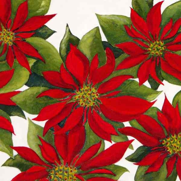 Poinsettia
