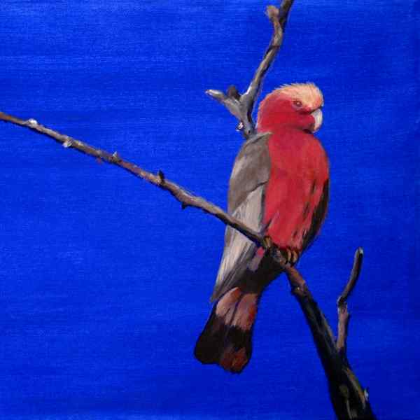 Galah
