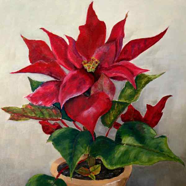 Poinsettia in a Pot