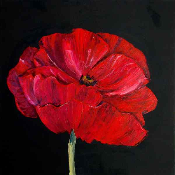 Red Poppy
