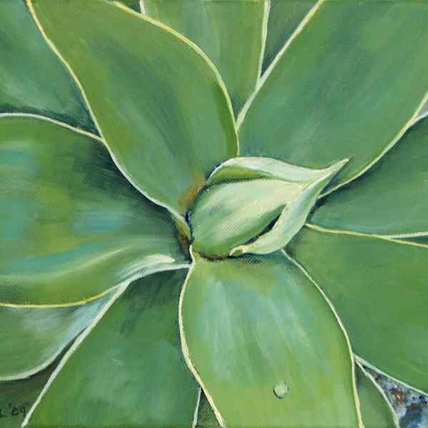 Succulent: Agave Attenuata
