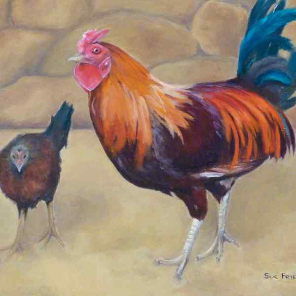 Jordanian Rooster