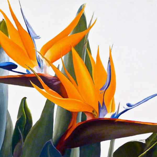 Birds of Paradise