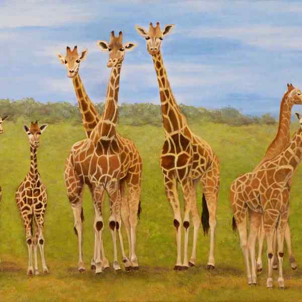 Giraffes at Monarto