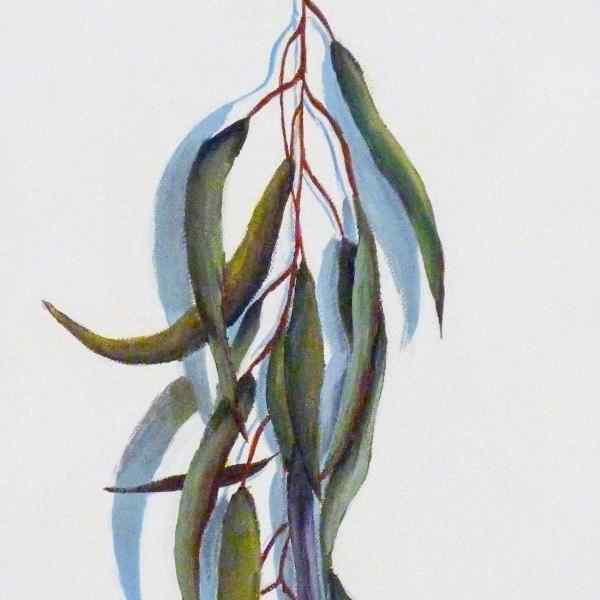 Gum Leaves