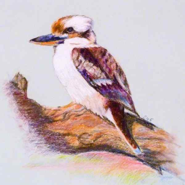Kookaburra