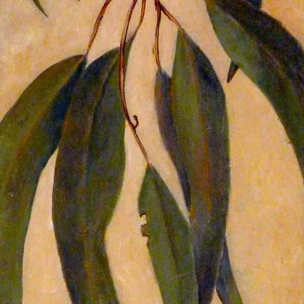 Gum Leaves