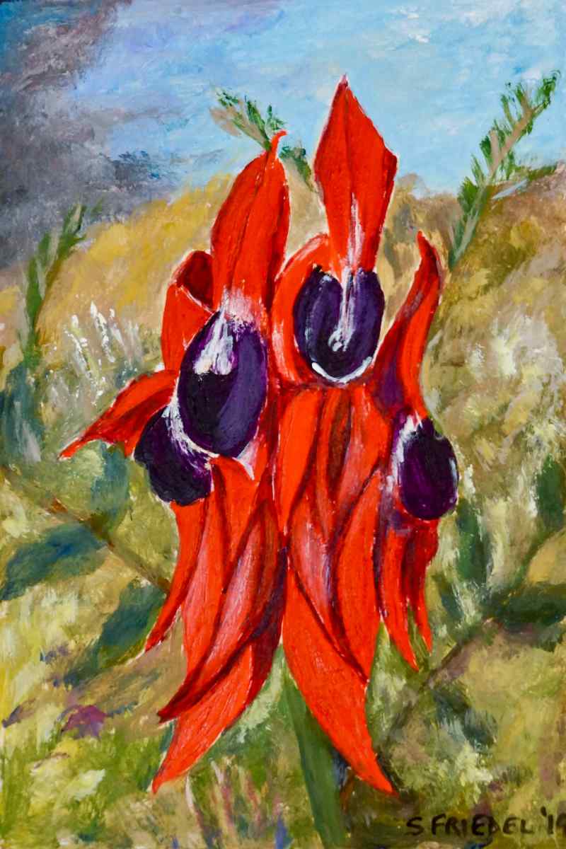 Sturt Desert Pea