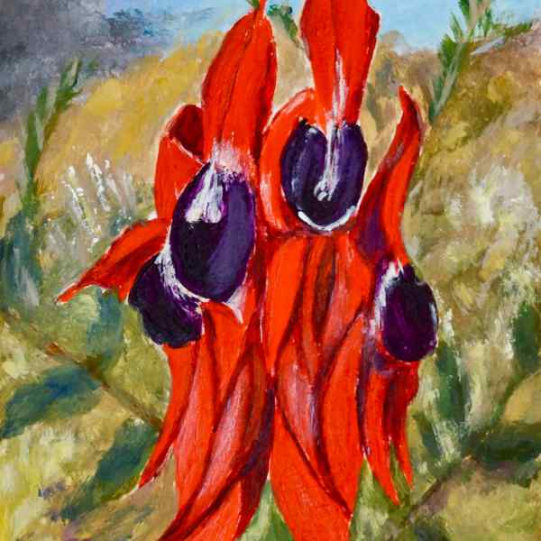 Sturt Desert Pea