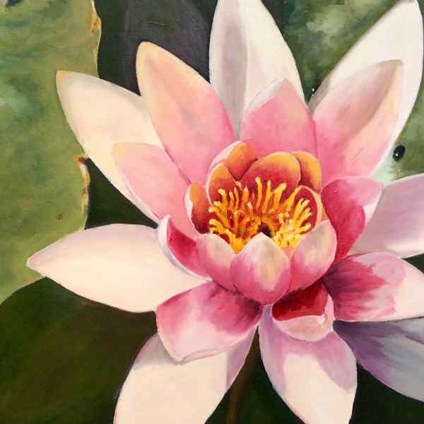 Pink Waterlily
