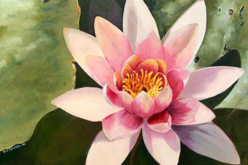 Pink Waterlily