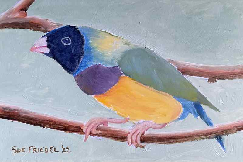 2022-Gouldian Finch