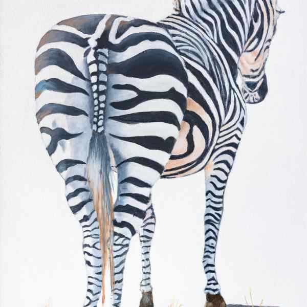 A Zebra's Tail